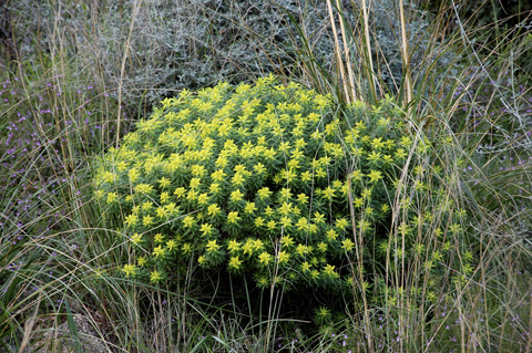 Euphorbia bivonae / Euforbia di Bivona